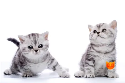Нормы веса британских котят с разбивкой по месяцам, перебор или недобор  веса у котят