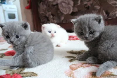 Маленький котенок британец - картинки и фото koshka.top
