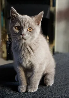 Британские котята в новом доме, Litter-J2 - Питомник GALA-CAT