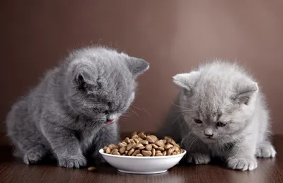 Особенности британских кошек: что нужно знать ответственным хозяевам | HOME  FOOD