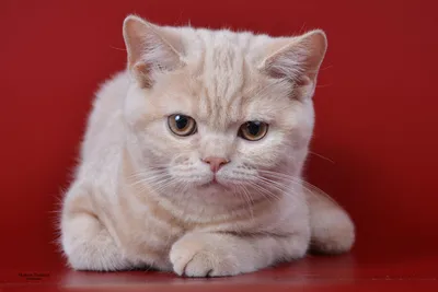 Купить британскую голубую короткошерстную кошку, родилась 06.03.2022 г.