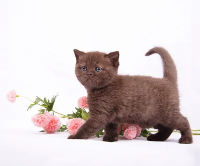 Купить британского длинношерстного котика кремового окраса, родился в мае  2022 г.