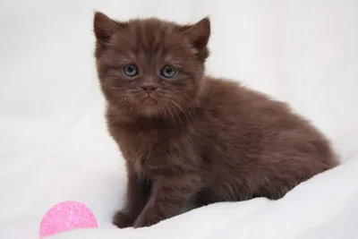Британская короткошерстная кошка: все о кошке, фото, описание породы,  характер, цена