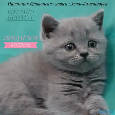 БРИТАНСКИЕ кошки, коты, котята - всем сюда! ) - Форум onliner.by