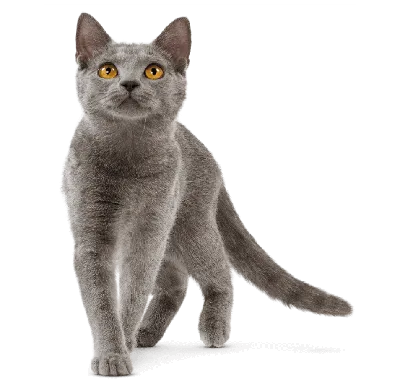 Британские котята в возрасте 2 месяца (Litter- T2) | Котята, Милые котята