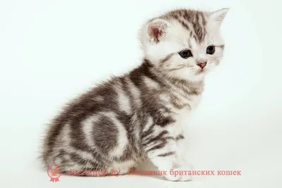 Molly From Kotofania - Питомник британских кошек, купить чистопородного британского  котенка, фото британских котят