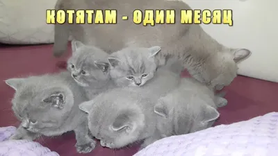№155 Британские котята 1 месяц (#британские #кошки #happy #cats) - YouTube