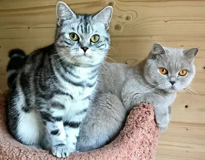 Фото британских котят и кошек фотографии