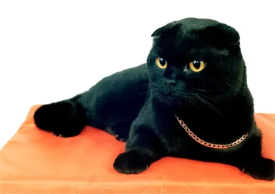 Кот британец вислоухий черный - 72 фото