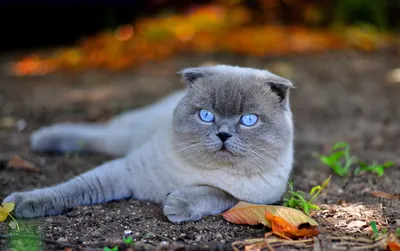 Купить шотландского вислоухого котенка скоттиш фолд по кличке Camilla  окраса мраморный циннамон в Минске