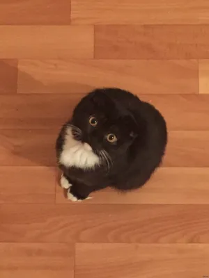 Британский вислоухий кот: фото, описание породы