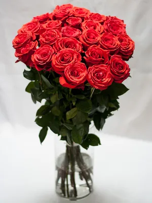 Букет Алые розы» с гипсофилами и розами - купить в Красногорске за 4 590 руб