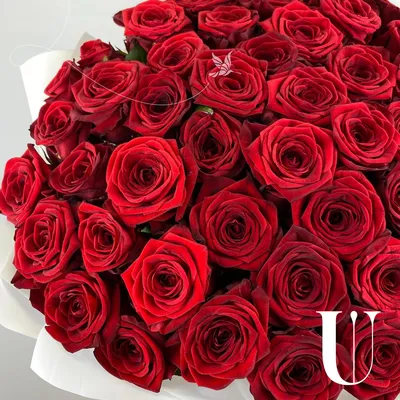 Большой букет алых роз купить с доставкой по Томску: цена, фото, отзывы