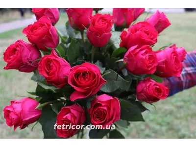 15 алых роз купить в Москве - Цены на букеты с доставкой