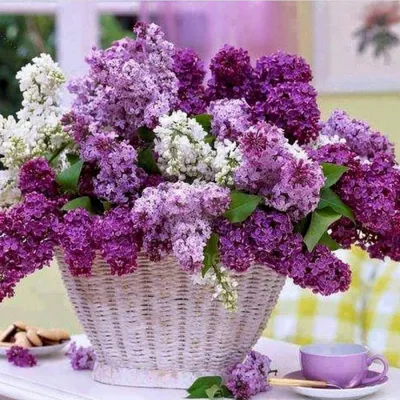 Красивый букет сирени | Purple flowers, Beautiful flower arrangements,  Pretty flowers