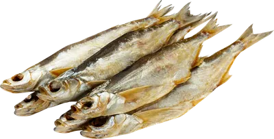Чехонь (Pelecus cultratus) | FishingBY.com