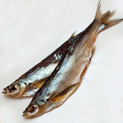 Рыба чехонь: описание, места обитания чехони и образ жизни, как и на что  ловить чехонь