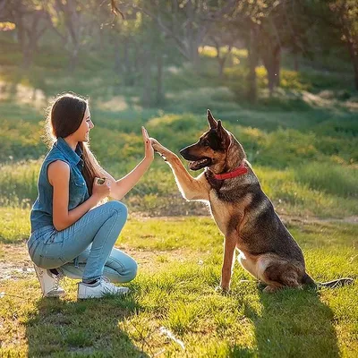 Блог Pardi.ru » Собака друг человека!
