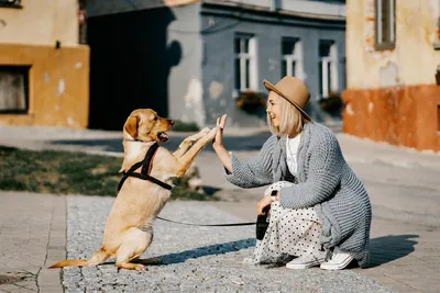 Собака больше, чем друг. Рассказываем, что связывает человека с собакой и  почему эту связь можно смело назвать родственной | Дом Свечей | Дзен