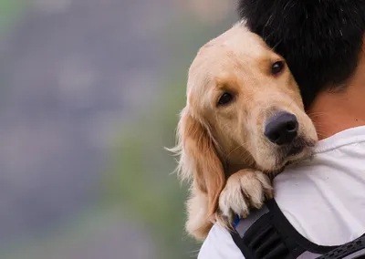 Почему люди с собаками воспринимаются как более благополучные, чуткие и  коммуникабельные? - Москвич Mag