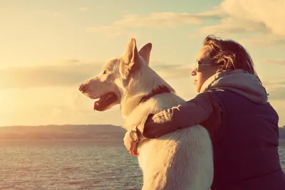 Собака больше, чем друг. Рассказываем, что связывает человека с собакой и  почему эту связь можно смело назвать родственной | Дом Свечей | Дзен