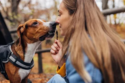 В Литве появился Tinder для знакомства человека с собакой - 07.02.2019,  Sputnik Узбекистан