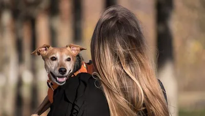 Собакотерапия - как собаки влияют на жизнь и здоровье человека 🐕