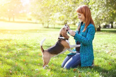 Ученые выяснили, почему собаки дружат с людьми - Российская газета