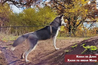 Почему собака лижет человека: кинологи рассказали причины - UssurMedia.ru