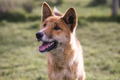 Собаки похожи на своих хозяев - почему, объяснение | РБК Украина