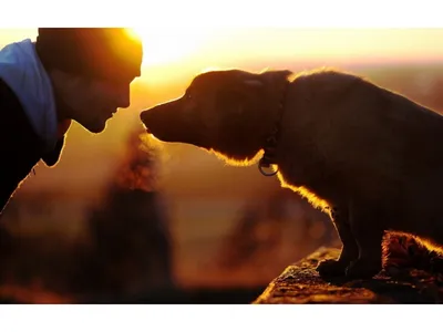 Человек С Собакой На Закате — стоковые фотографии и другие картинки Собака  - Собака, Мужчины, Закат солнца - iStock