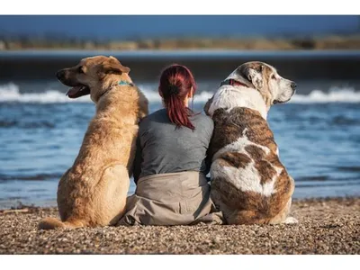 Счастливая Собака Обнимает Человека В Собачьем Отеле — стоковые фотографии  и другие картинки Пристройство домашних животных - iStock
