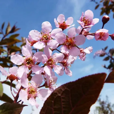 В Никополе цветет ароматная черемуха | Інформатор Нікополь