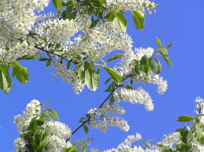 Цветение черемухи дерево (93 фото) - 93 фото