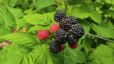 Малина черная Блек Джевел (Black Jewel), самый вкусный сорт ᐉ купить с  доставкой почтой по Украине в питомнике Биосад