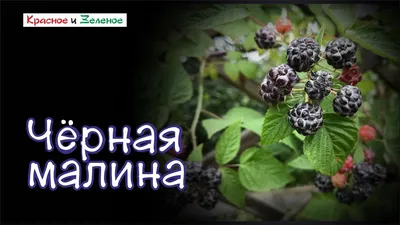 Семена черной малины (Rubus occidentalis) - Цена: €2.25