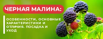 Саженцы чёрной малины Бристоль купить в Москве по цене от 540 до 4050 руб.  - питомник растений Элитный Сад
