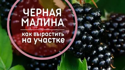 Малина черная, желтая, вишневая, пурпурная| Ягодный микс