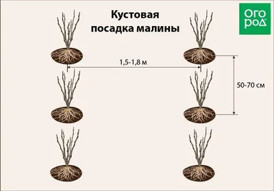 Малина чёрная Кумберленд - «Все думают, что это ежевика, но на самом  деле... ЧЕРНАЯ МАЛИНА! Ягода-СЮРПРИЗ! Калорийность, полезные свойства, кому  может навредить, покажу, как цветет ? РЕЦЕПТ! Вкуснейшее варенье из черной  малины