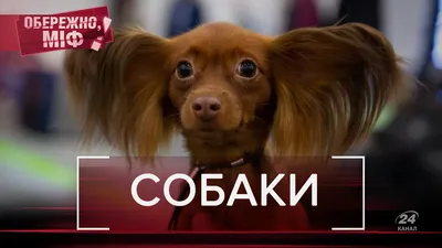 Чёрные собаки | Пикабу