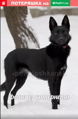 Черные собаки: большие, маленькие породы – список