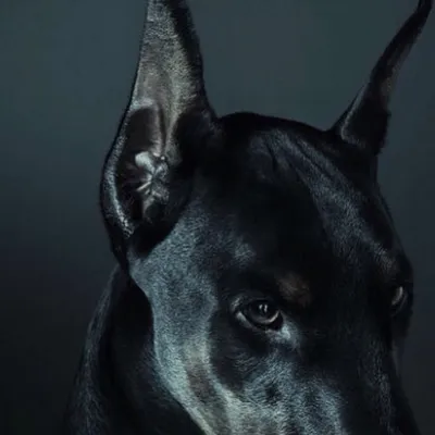 Пропала собака Доберман, Черная Грязь | Pet911.ru