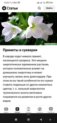 Краски акварельные 12 цветов ДЖУНГЛИ Купить в магазине СВЕТОФОР город  Ногинск, Декабристов ул. 2, 1