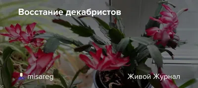 Усадебная жизнь