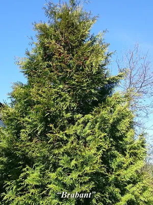 Туя смарагд / Thuja occidentalis 'Smaragd'