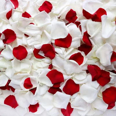 Алые розы: соблазнительные красотки публикуют фото в лепестках цветов -  Телеграф