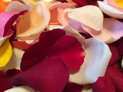Лепестки роз | Купить лепестки роз и романтичные свечи в Минске