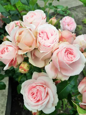 Кустовые розы россыпью заказать с доставкой в Челябинске - салон «Дари  Цветы»