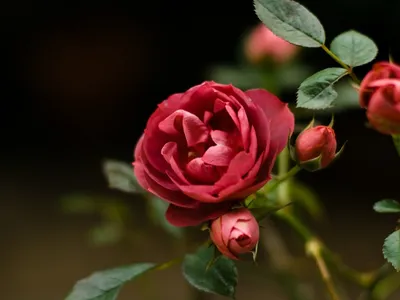 25 кустовых роз