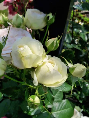 Плетистые розы в моем саду, или 5 лучших роз для вашего сада… | В саду у  Лилии | Дзен